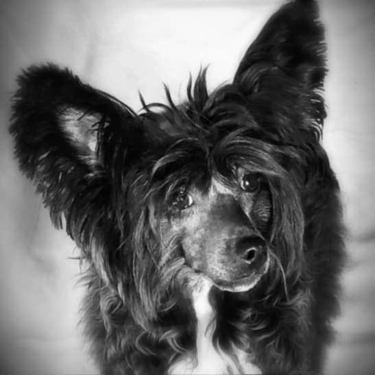 Sasquehanna Zaczarowana Noc