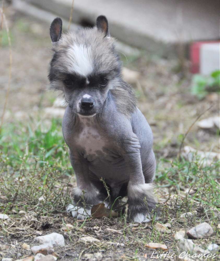 Platinium Little Champs