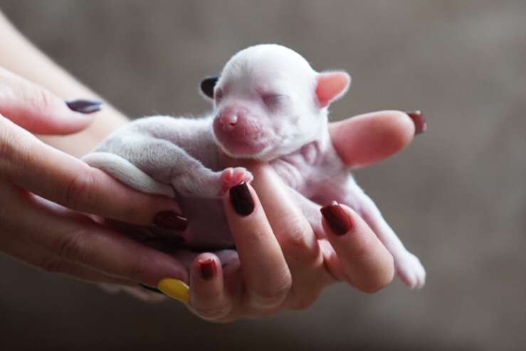 Licky Lips Vision of Hope