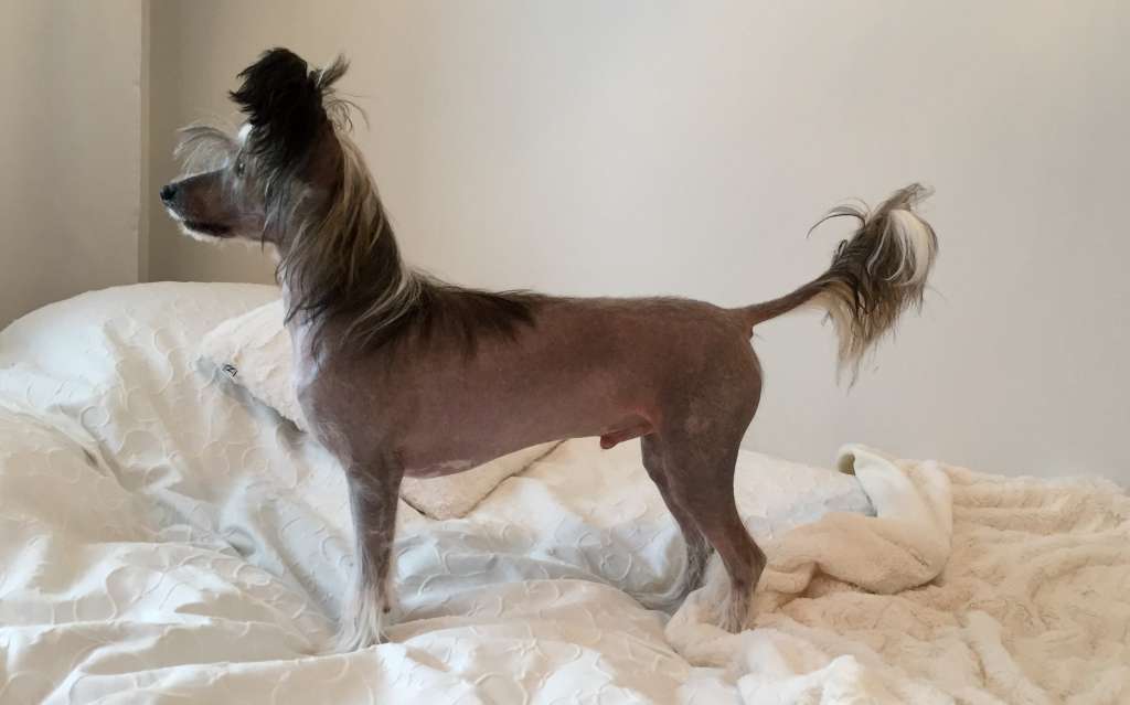 Lunacrest False News Travel Fast