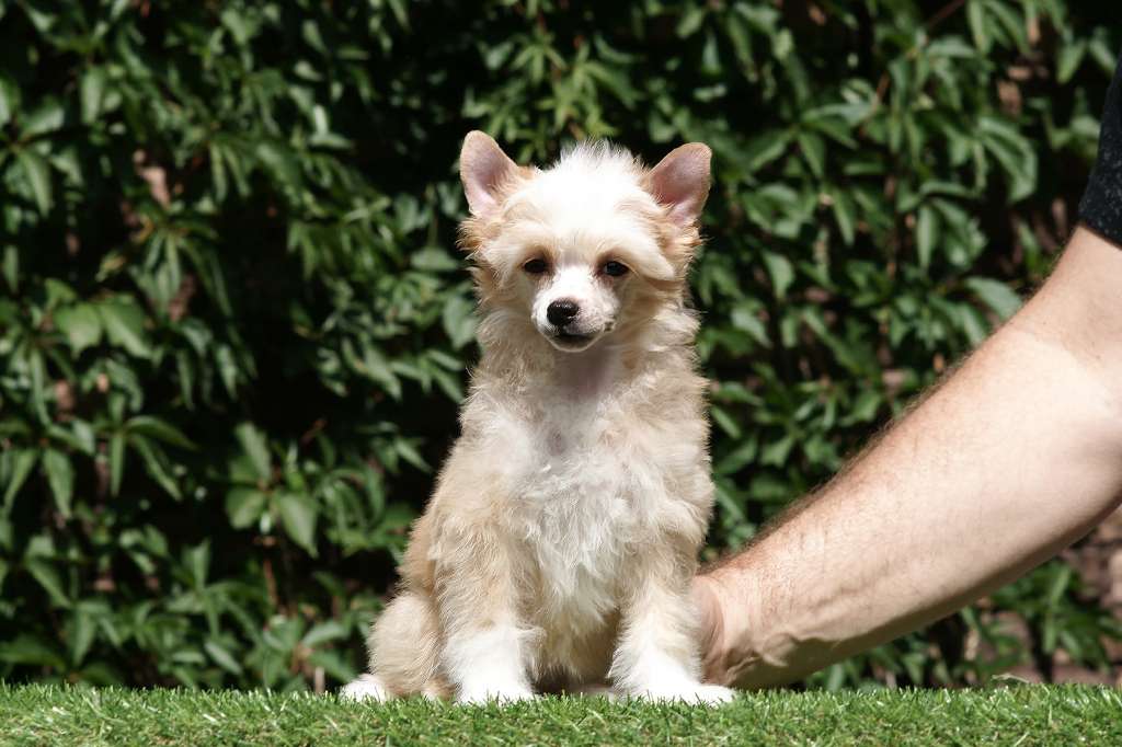 Incanto Del Mondo Niagara