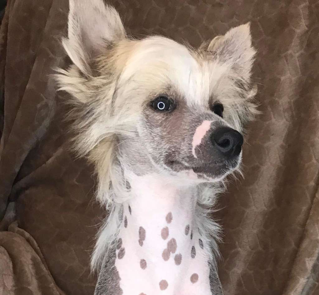 Flying Colors The Winner Takes It All