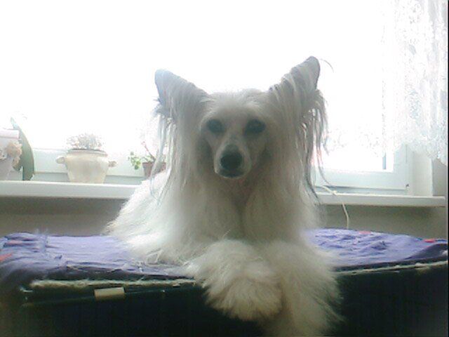 Afrodita La Perla Chinese Butterfly