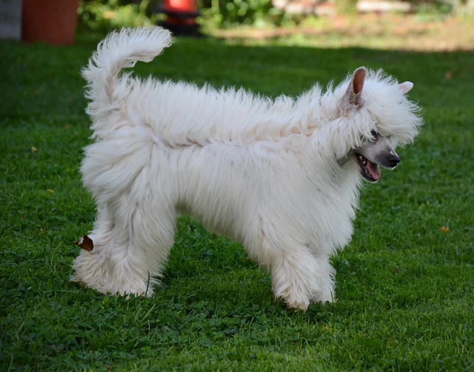 Itzy Ritzy Little Champs