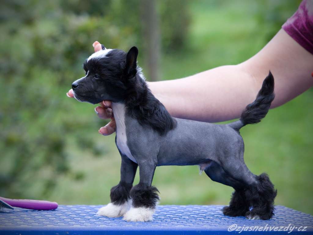 Tango z Jasne hvezdy