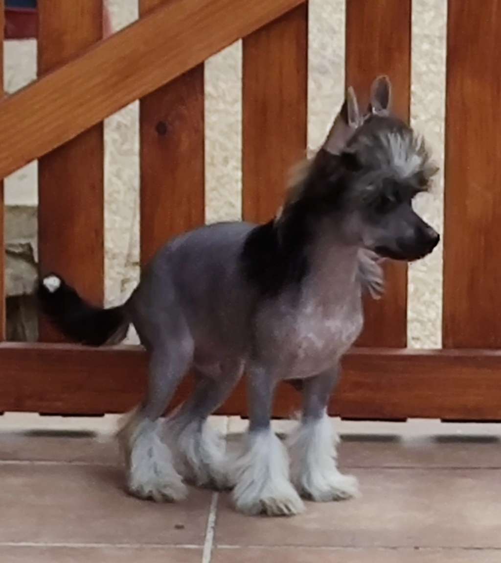 Zany runner de Almamasan