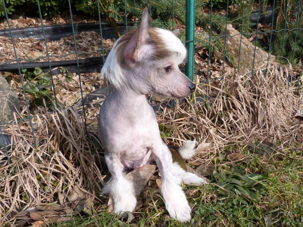 Lamah z Pulnocního dvora