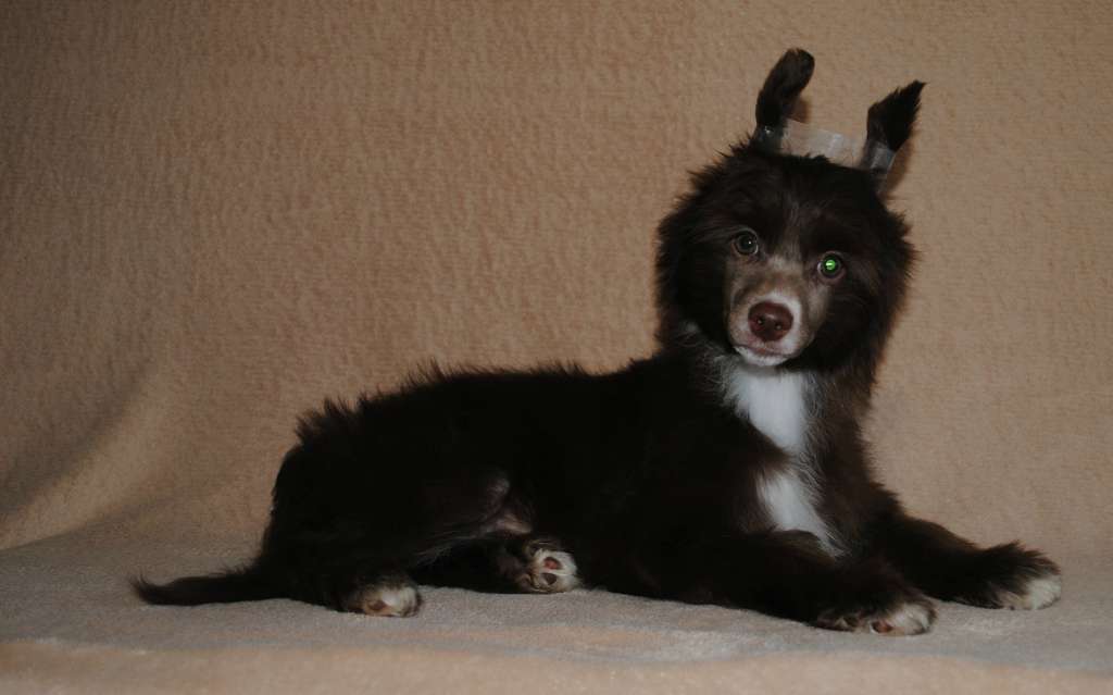 Anda Frelsis Rich Chocolate