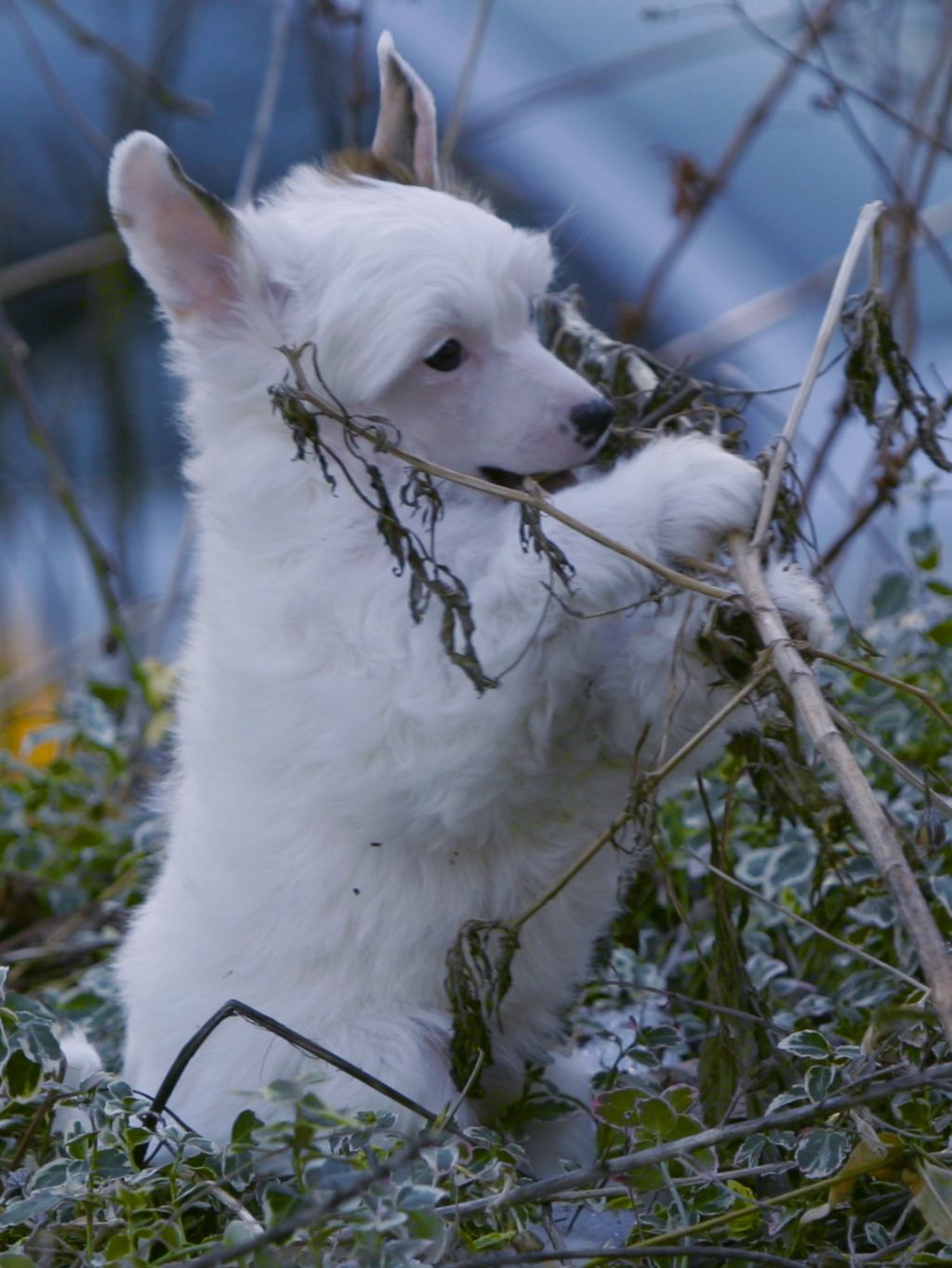 Gou's Lights On A Leash
