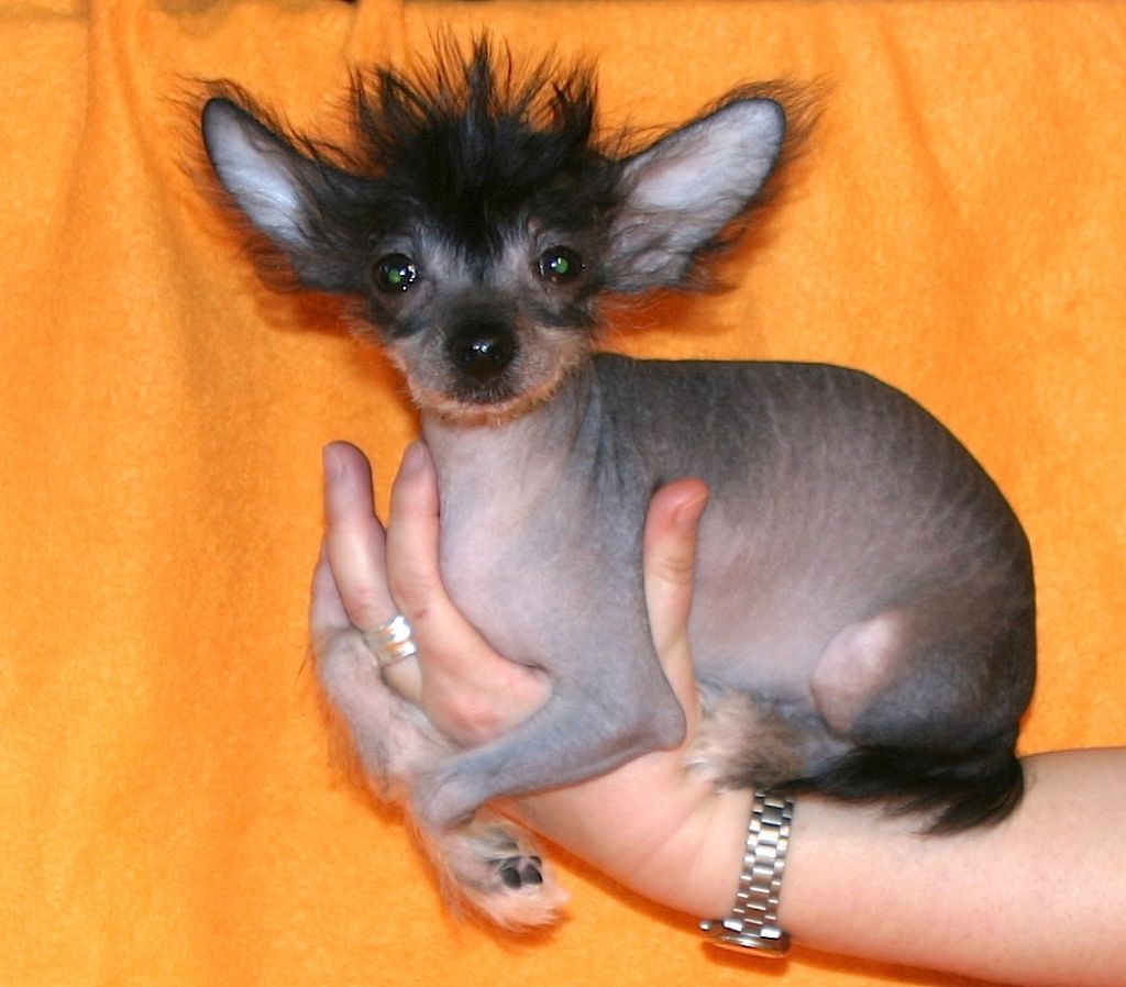 Abraxas von der Sturmhoehe