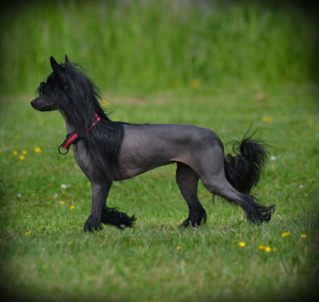 All you wanted Bride of Chucky