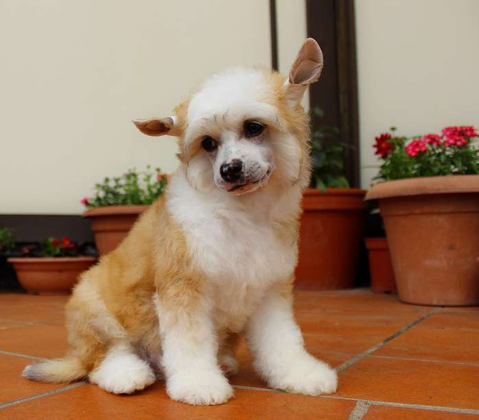 Angel O' Check Yanichar