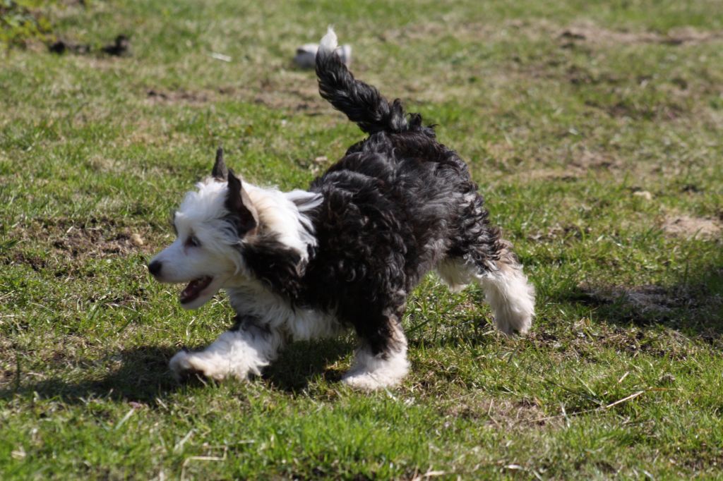 Fantazy Night Deja Vu