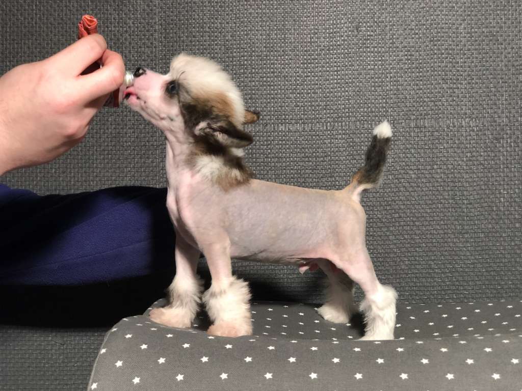 Speechless Kall Me A Winner