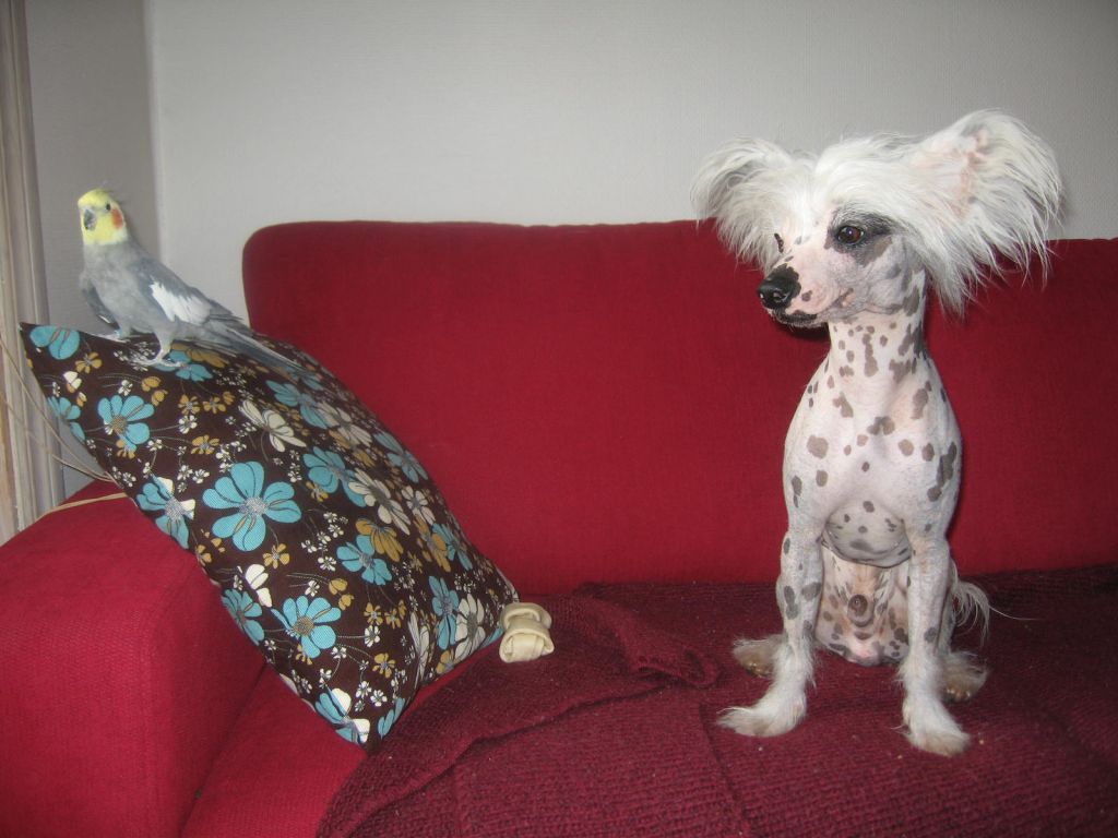 Rosco's Pinto Bandit