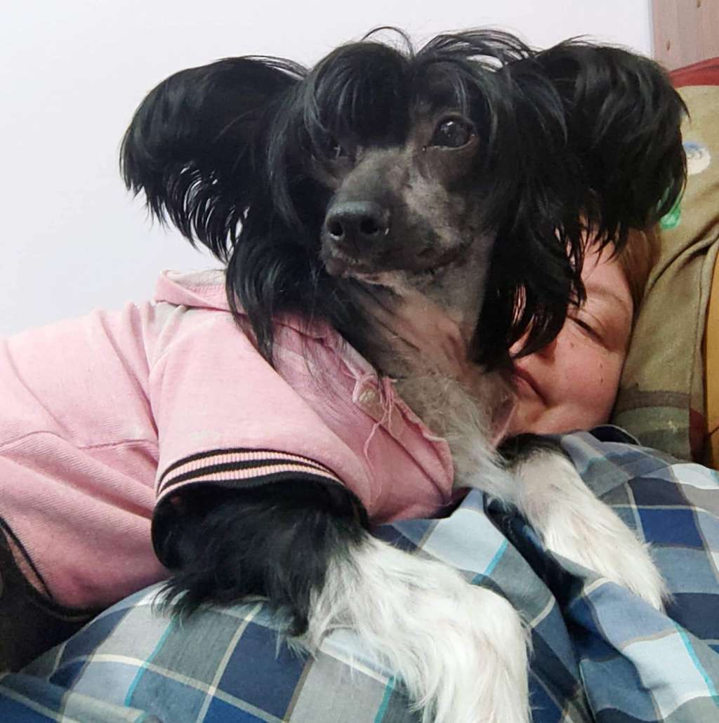 Apriori Vip Cherish Me