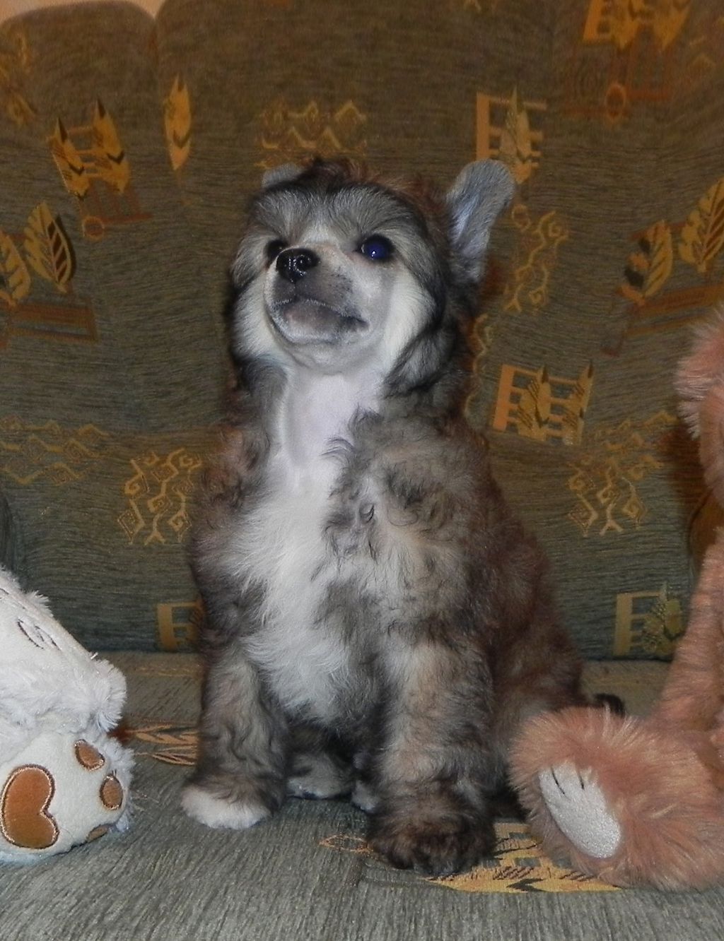 Sariolo Revda Kaiser