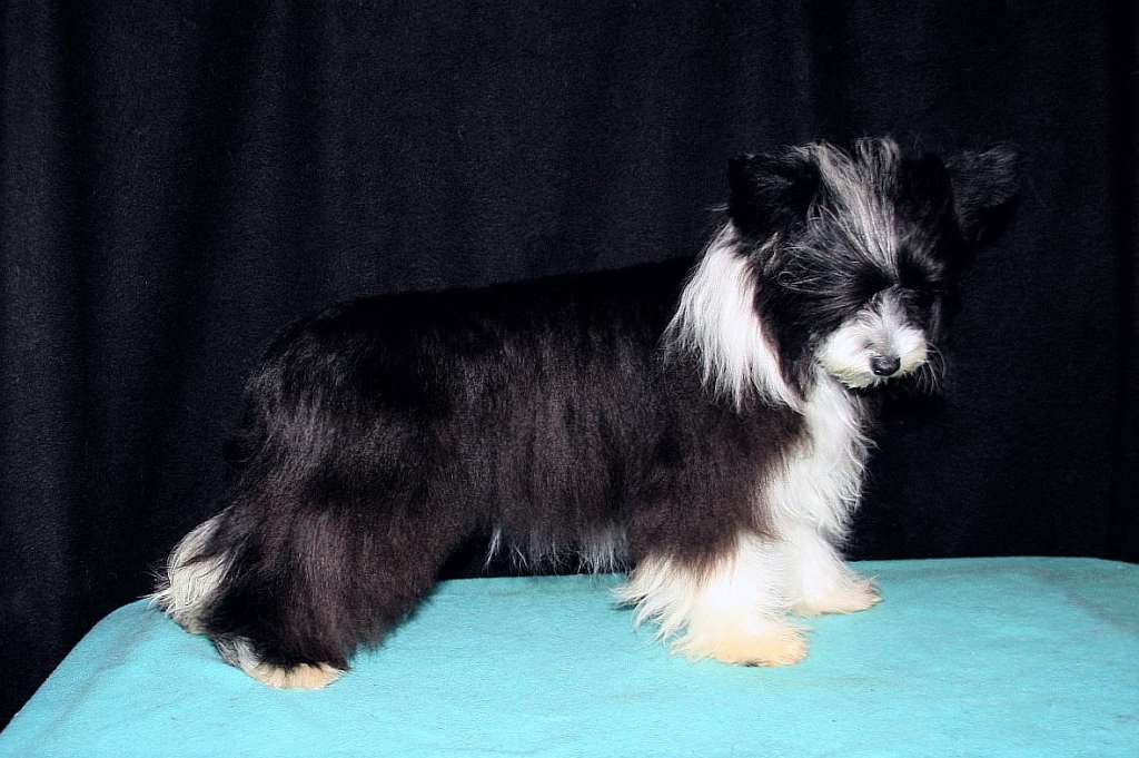 Be My Dog's Rhonda Rides Her Honda