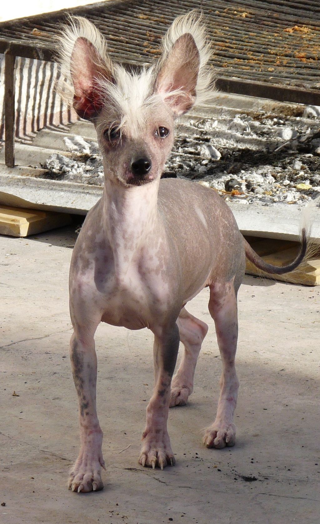 Lisbury's Sleepwalker