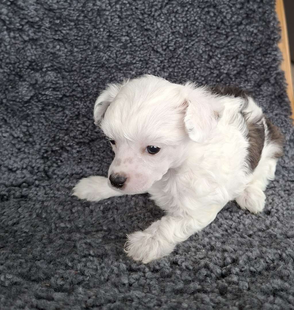 Krysolit Only Win-win