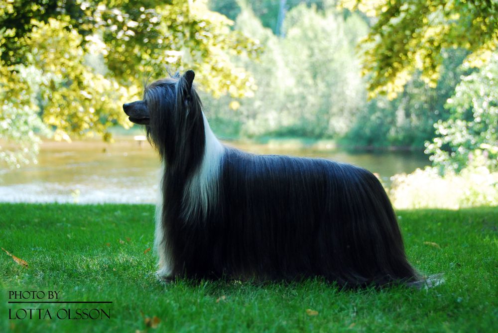 Inya Dreams Good Vibrations