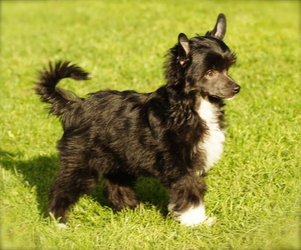 Gina King of Diamonds