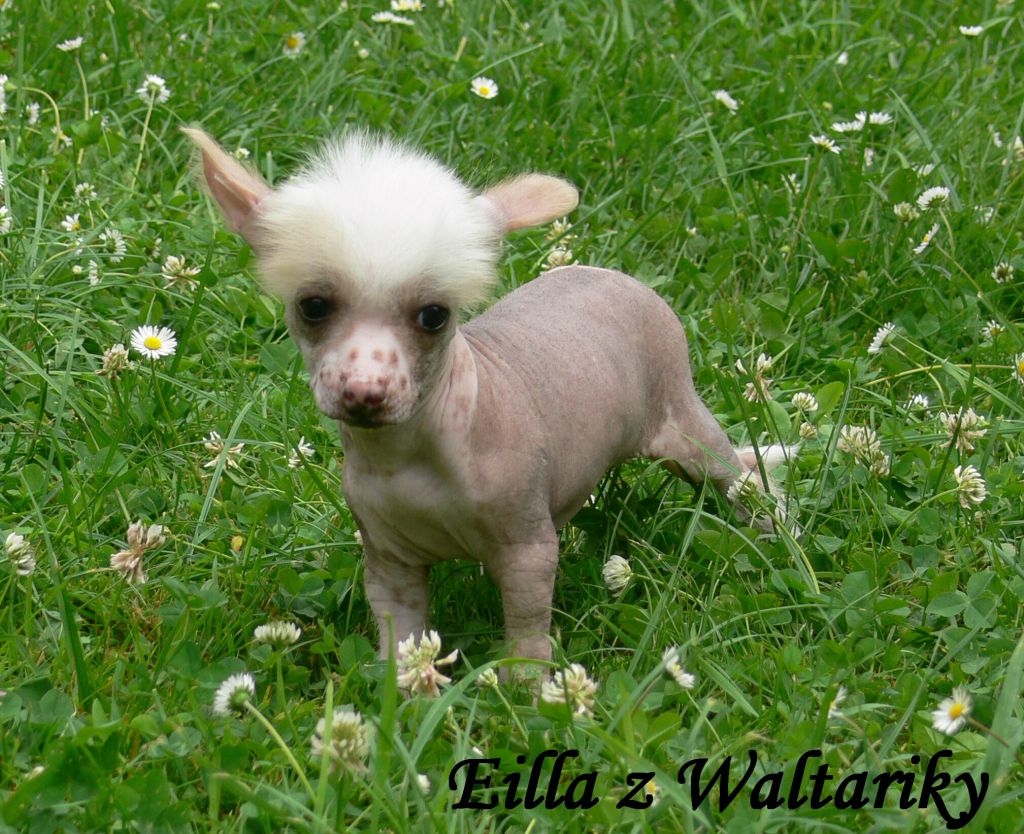 Eilla z Waltariky