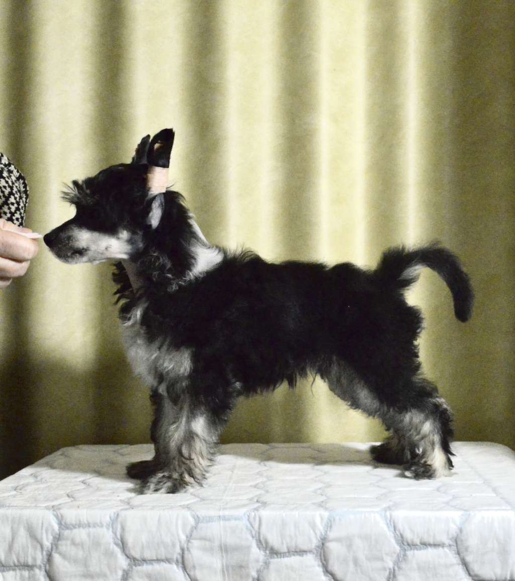 Moelmo?s Black Dragon