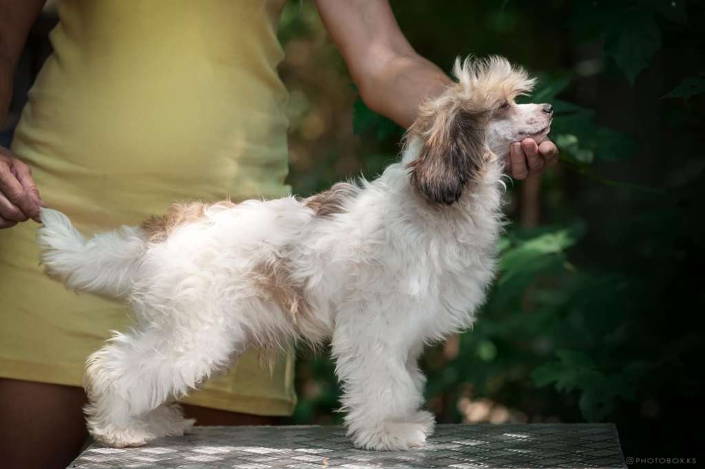 Freedom Dneprovskoye Solntse