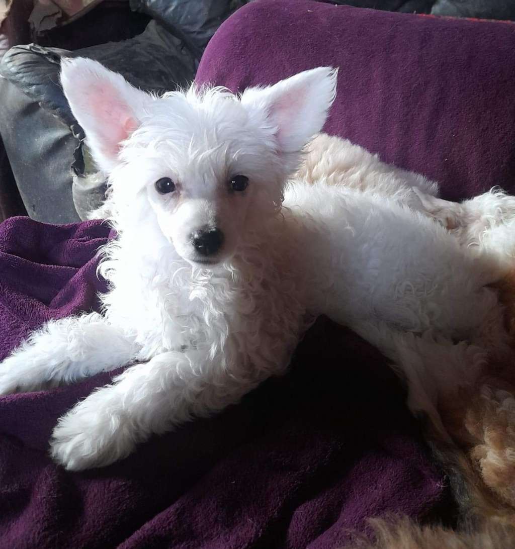 Parcauwen Saving Grace