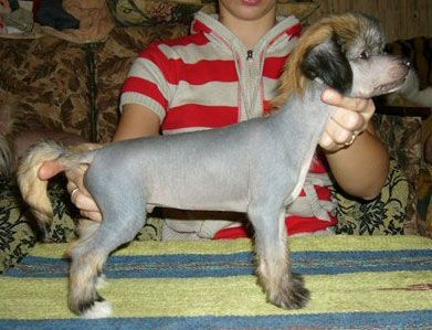 Sapfir iz Tsarskogo Sela Hrizolit