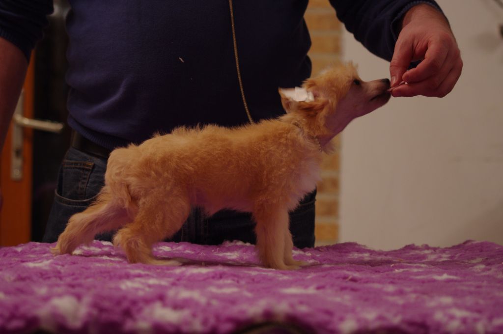 izadora des gardiens des elfes