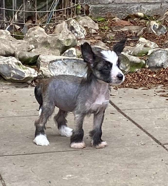 Scherzando Prince O'Thieves