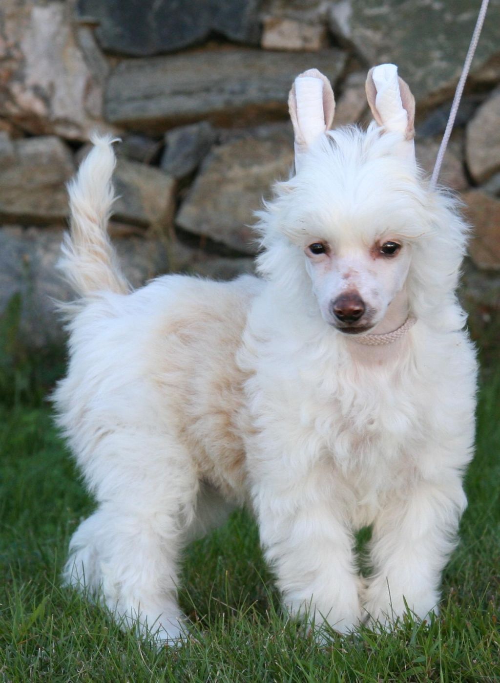 Absolute Souls Dream Jumper