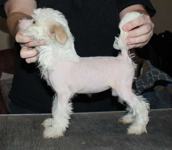 Gardine Dirty Little Secret