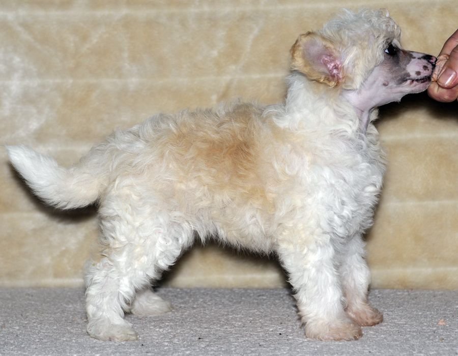 Sunstreaker Kalahari Kamsin