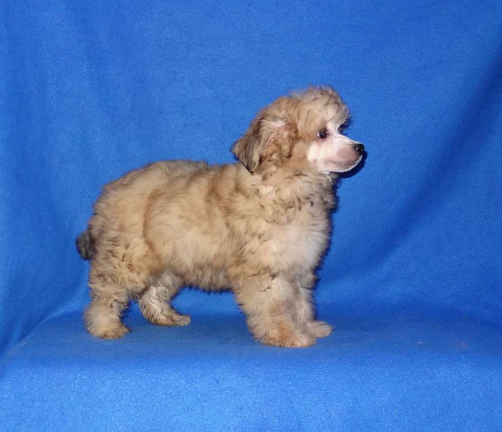 Naimuluna Line Elley (puff)