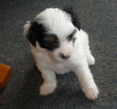 Baboo Blanch  Ipsi  Grand