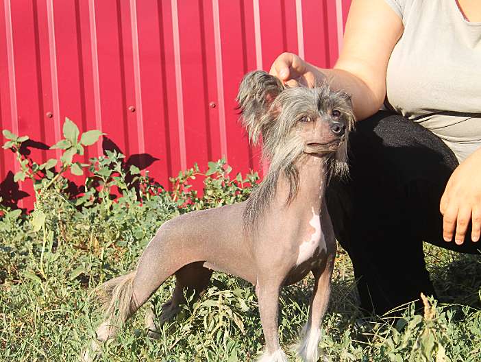 Mimi Dog Doll Falgorina