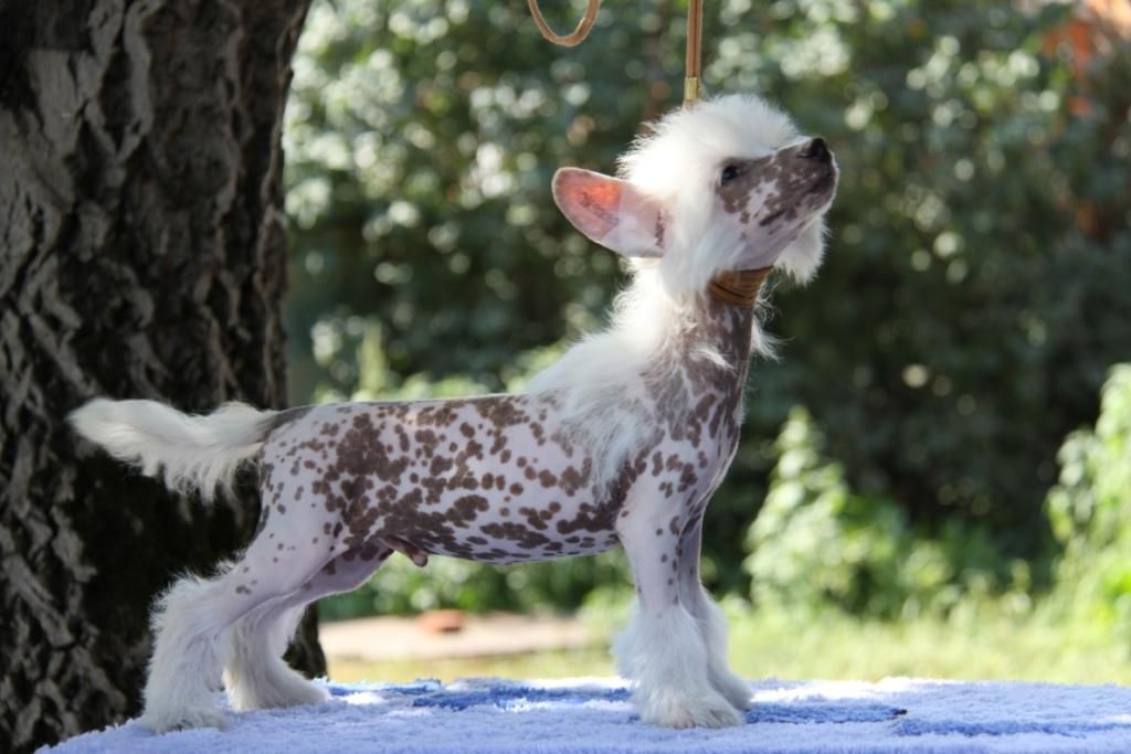 Zheneva-Debjut Dionis