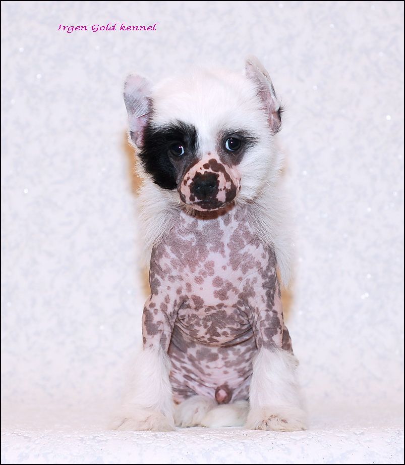 Irgen Gold Tsarevich