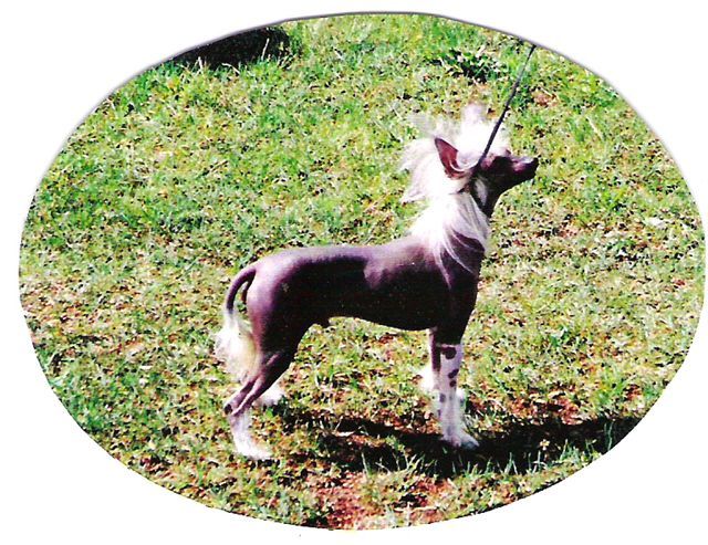 Sire
