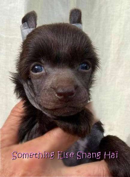 Something Else Shang Haï