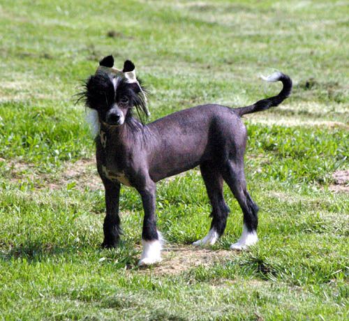 Oriental Jokes Dabha Marie