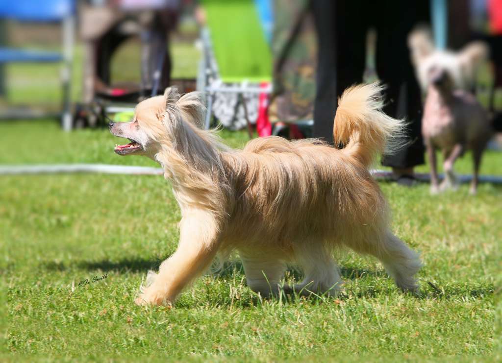 Oolagha Classic In Cream