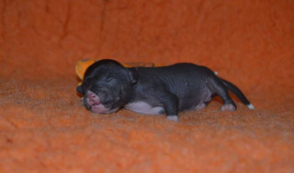 Luch's Black Guardian Baiu