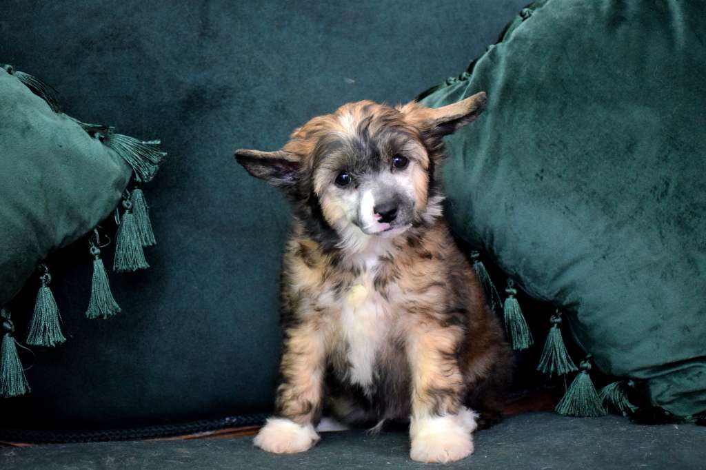 William Shakespeare  Lybóriu's Legacy