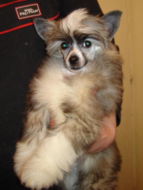 Stars at Sea Damascus