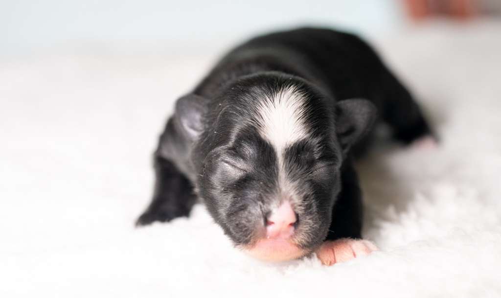 Leia Organa Modern Family