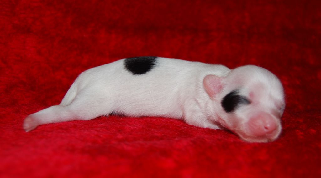 Orero Lovely  Absolute Exotic Dinaburg